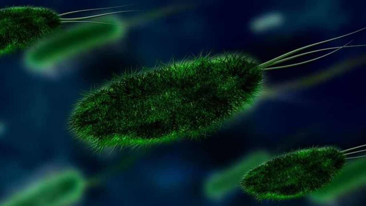 A la fecha, 34 países de América Latina han detectado transmisión del virus Zika.