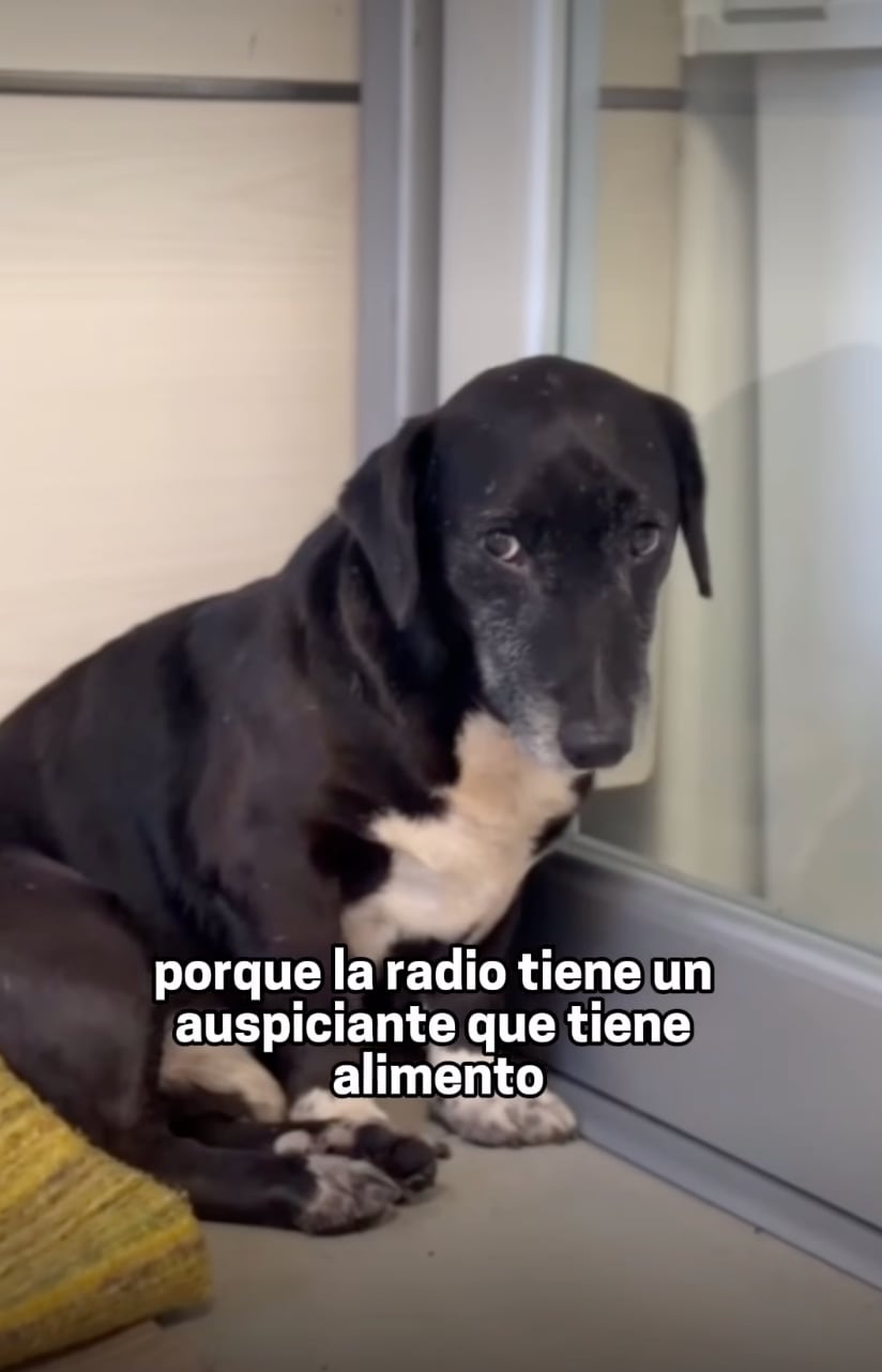 Locutora de una emisora decidió adoptar a un perro que buscó refugio en el lugar por una fuerte tormenta.