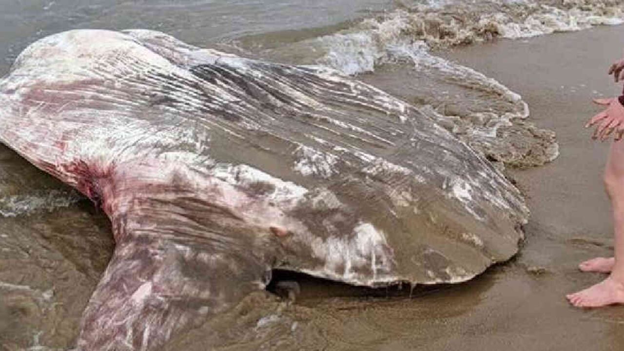 Pez Luna: de dónde viene el pez "extraterrestre" que causó terror en Australia