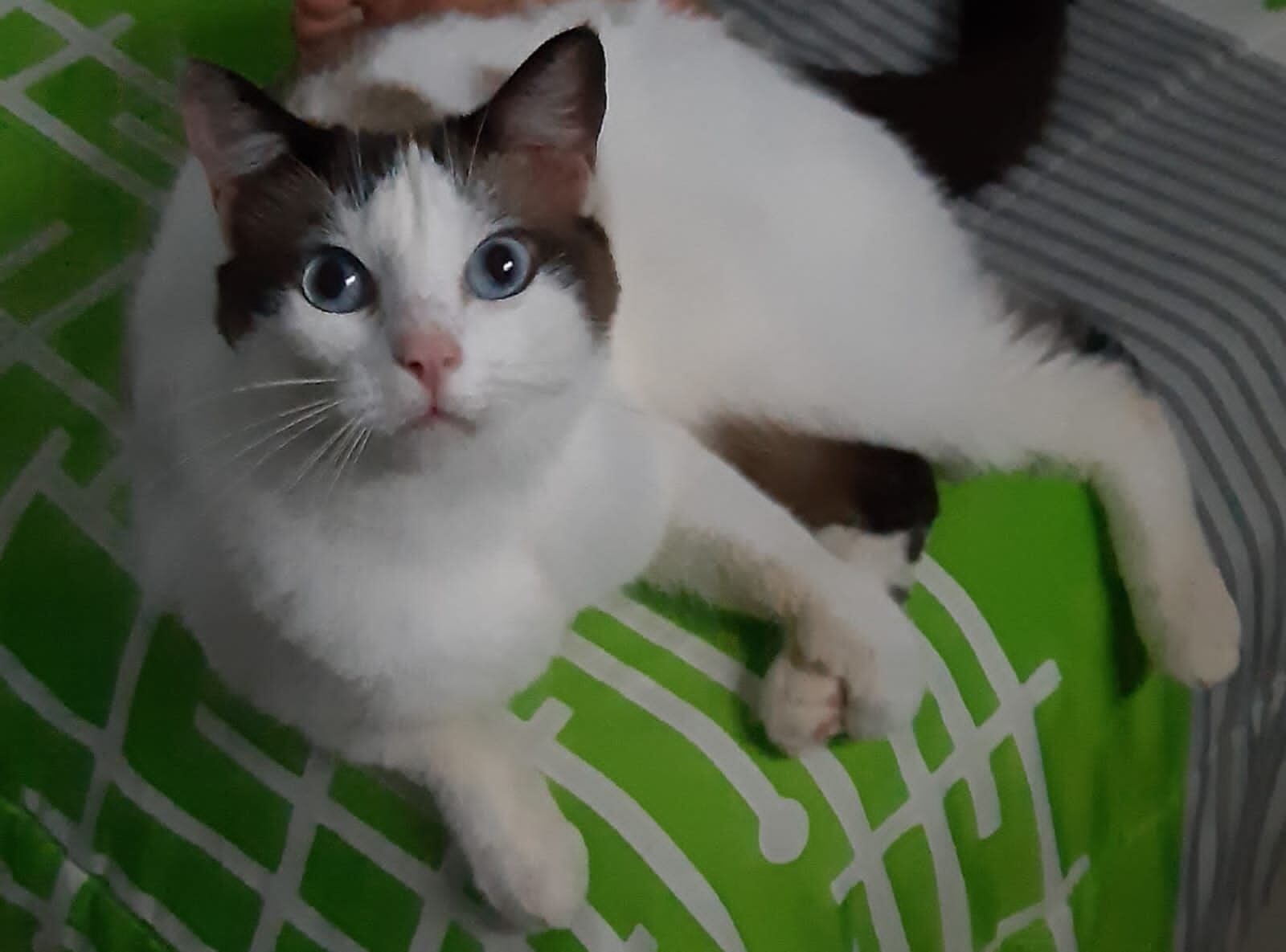 Concejal operó a una gata sin ser veterinario y le causó graves lesiones