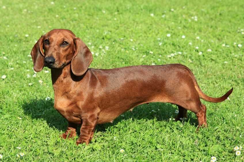 ‘Como resultado de esto, dos perros (ambos Dachshund) fueron devueltos a su dueño a fines de abril y un perro, que pertenecía al difunto, fue puesto a dormir.