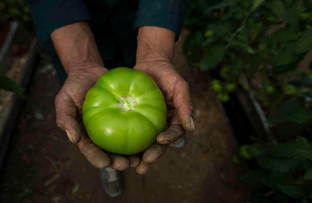 Boyacá es el primer productor de tomate bajo invernadero del país.