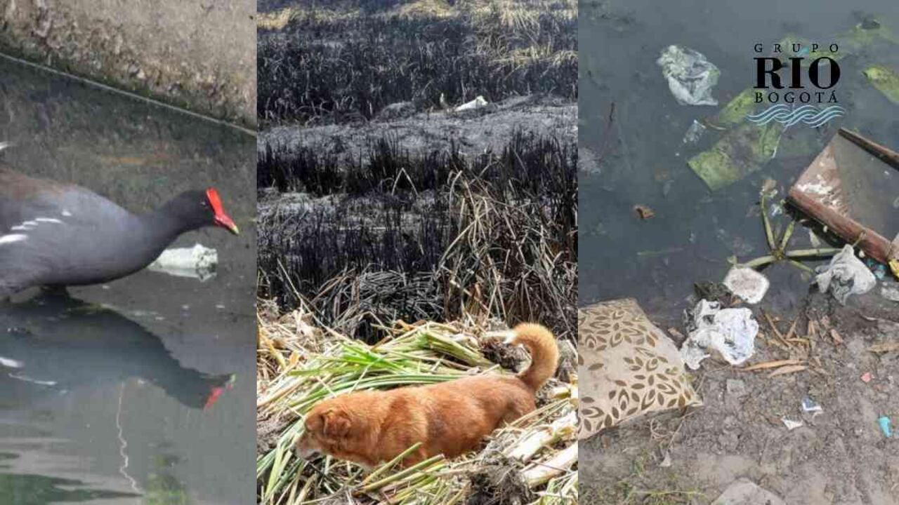 Los atentados contra los humedales bogotanos no cesan. Basuras, incendios, obras y vertimientos los agobian. Fotos: Humedales Bogotá.