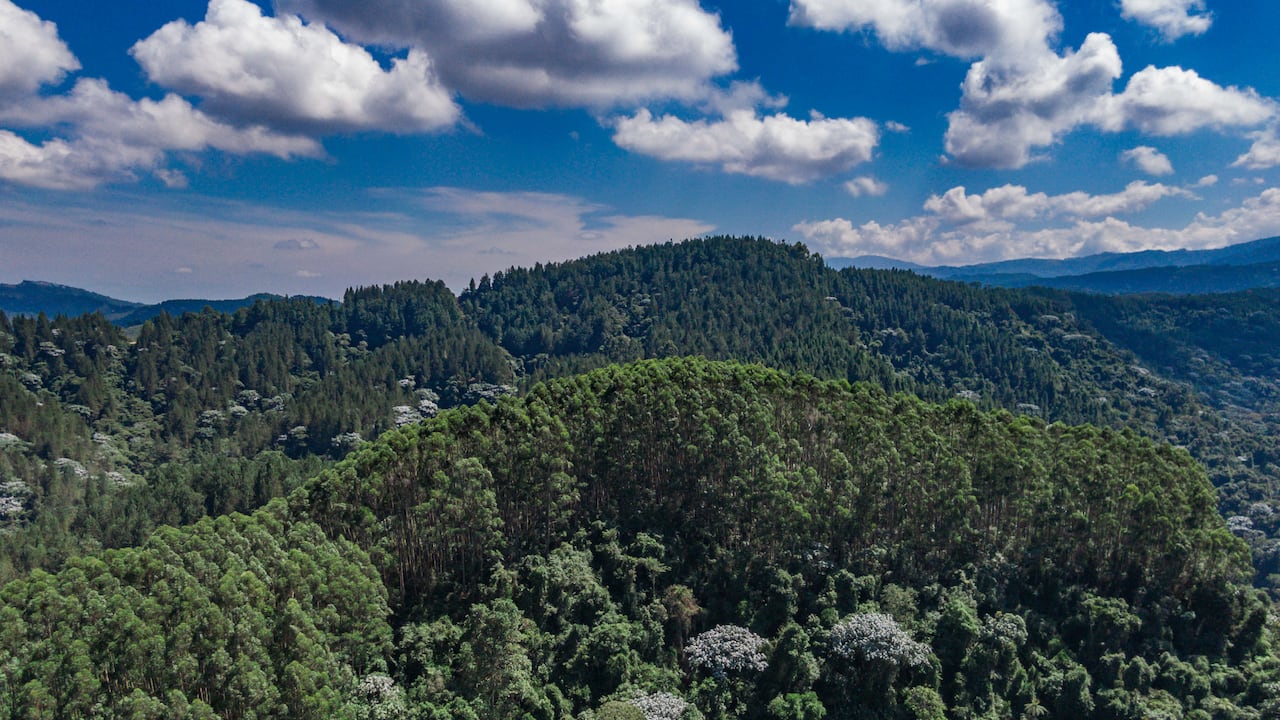 Smurfit Westrock lleva más de 80 años haciendo de la sostenibilidad no solo una estrategia sino su razón de ser.