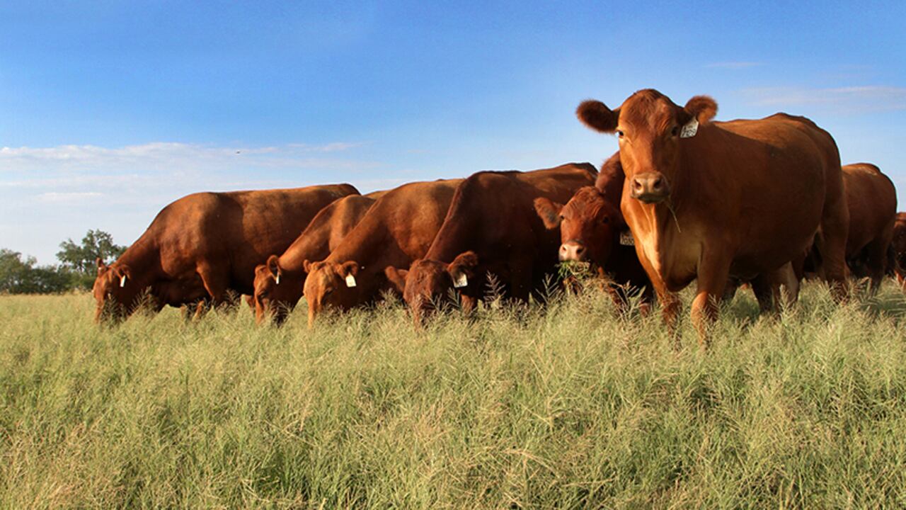 Las vacas son animales sagrados en la India. Imagen de referencia.