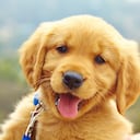 Los cachorros necesitan tiempo y paciencia para esto.