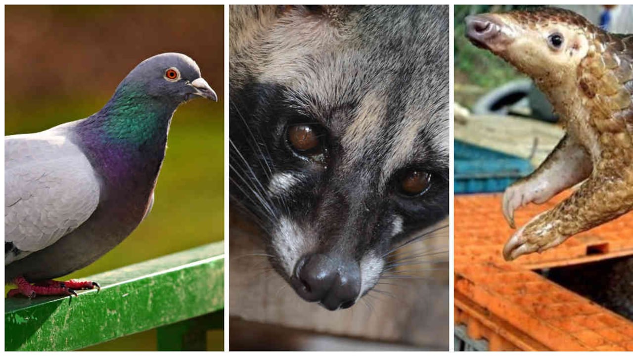 Algunos de estos animales podrían ser huéspedes del covid-19.