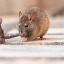 Así podrá eliminar a los ratones y ratas del hogar con una mezcla casera.