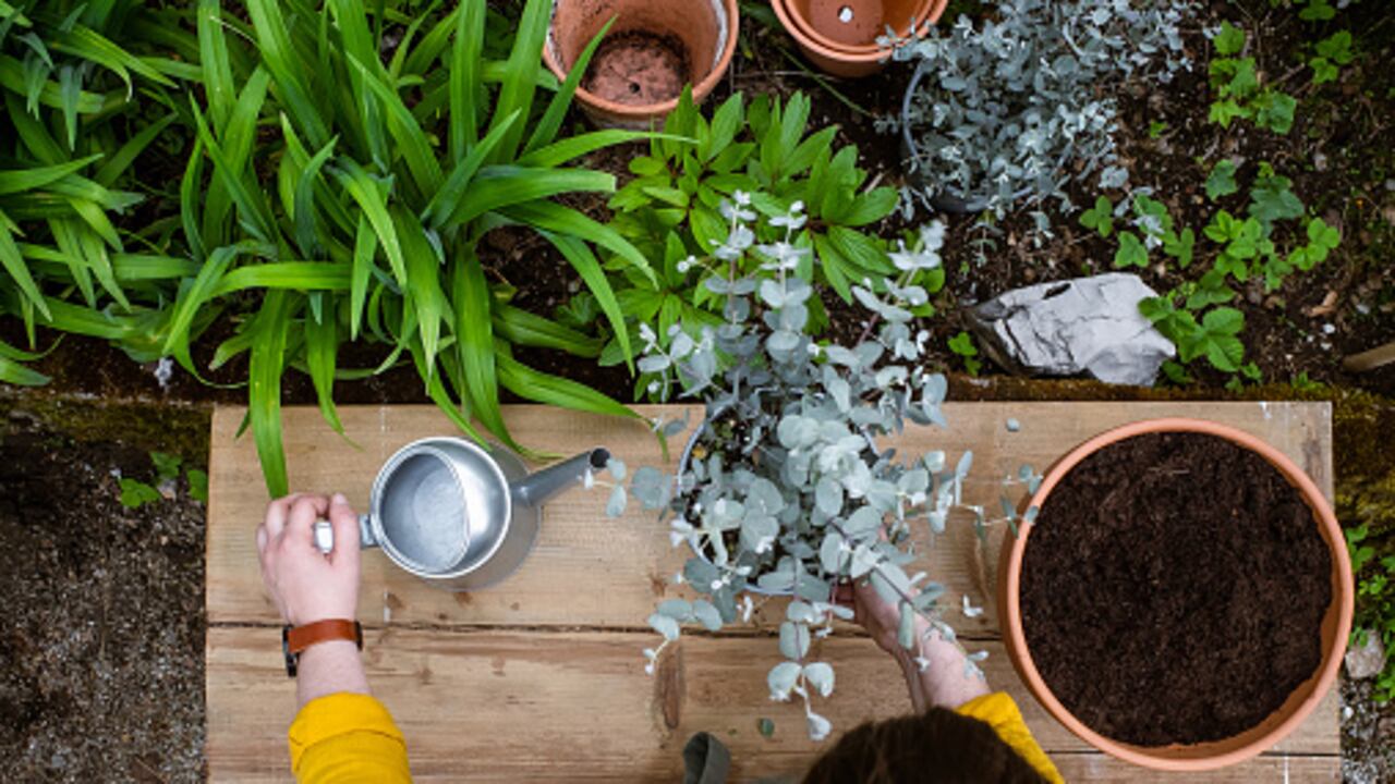 El eucalipto es una planta medicinal muy efectiva para tratar todo tipo de enfermedades.