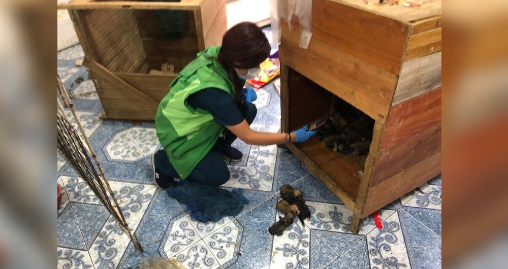 Uno de los cachorros fue encontrado muerto.