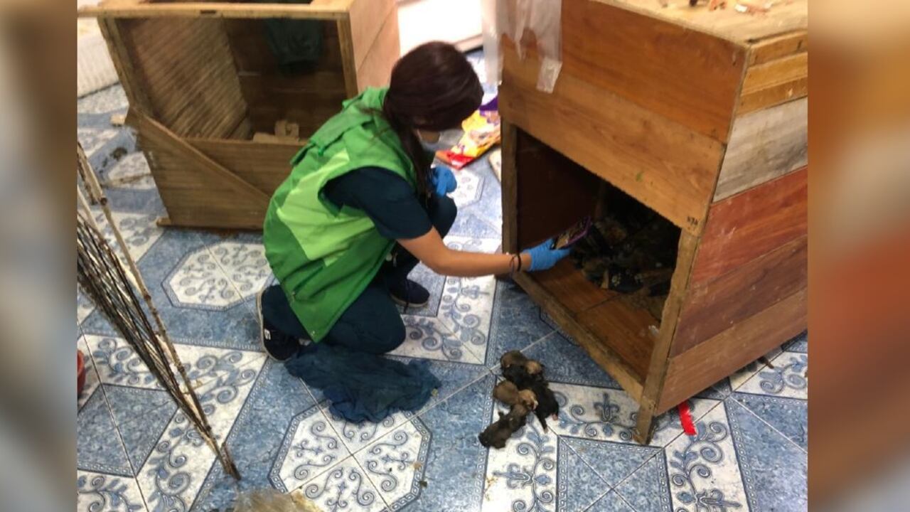 El área de Urgencias Veterinarias en el Instituto de Protección Animal solo cuenta con 7 personas. Imagen de referencia de cuando el Idpyba intervino un criadero ilegal de perros en Bogotá.
