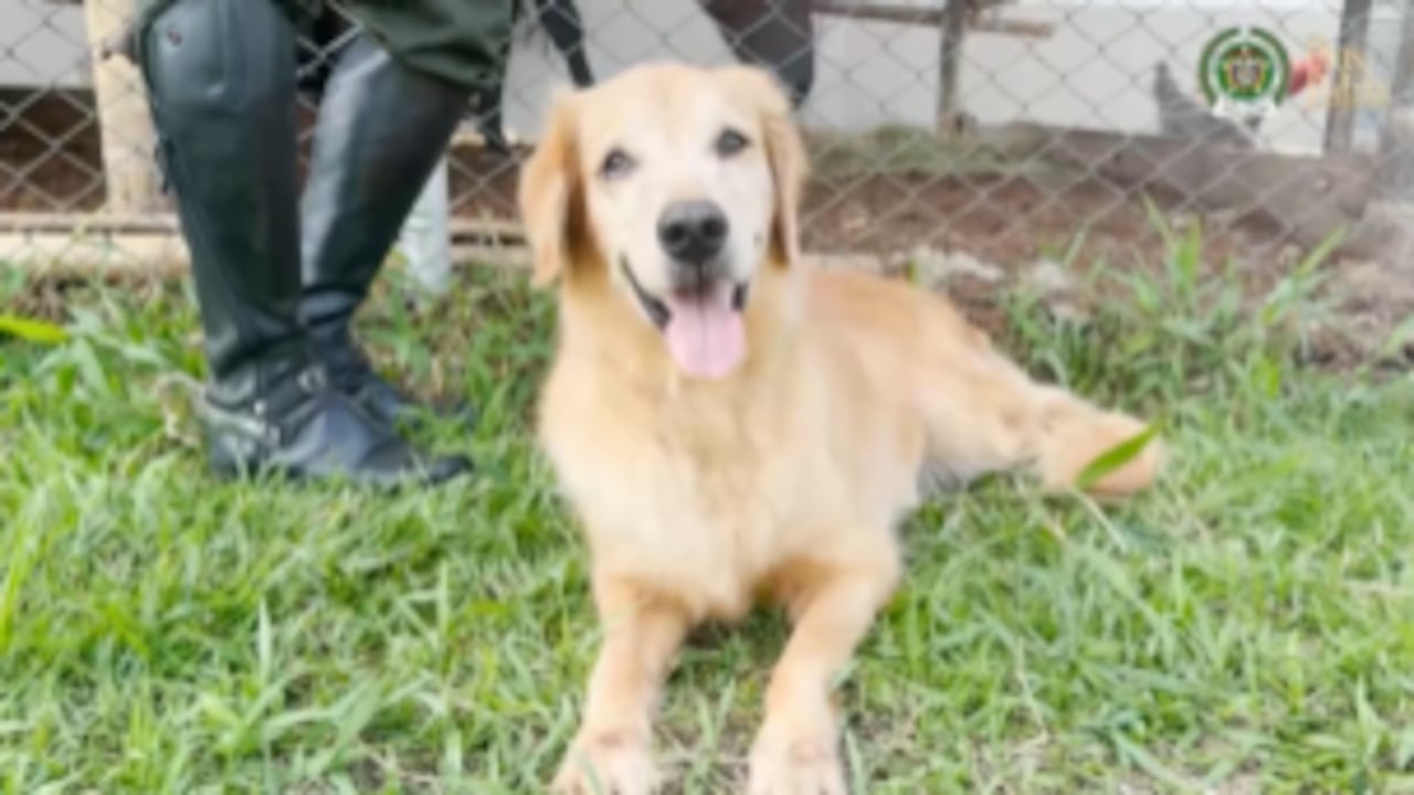 Oro, el perro antinarcóticos que se despide de la Policía Nacional tras ocho años de servicio.