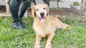 Oro, el perro antinarcóticos que se despide de la Policía Nacional tras ocho años de servicio.