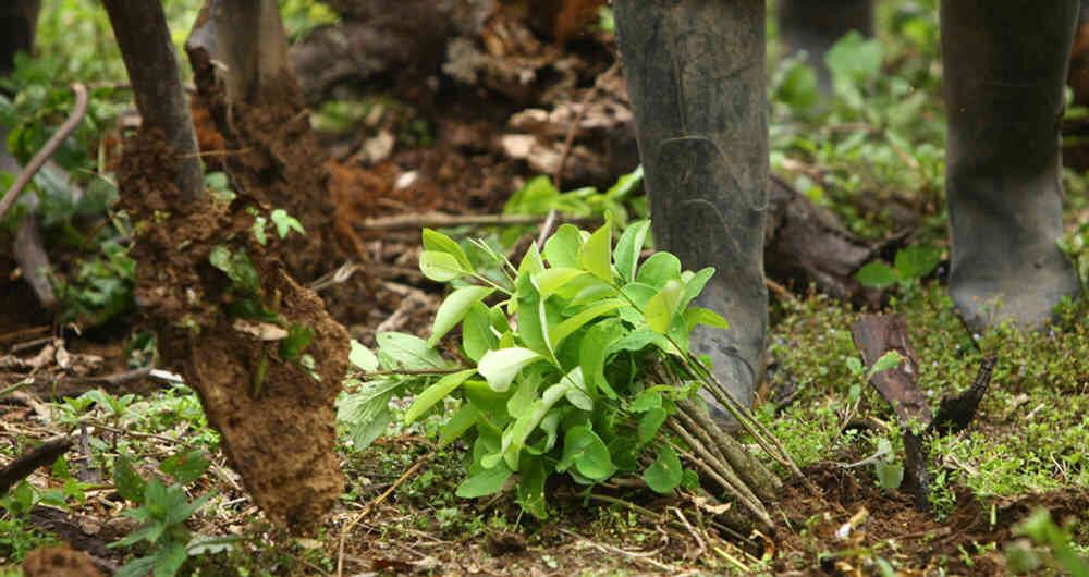 Así avanza la descontaminación de minas antipersona en el país