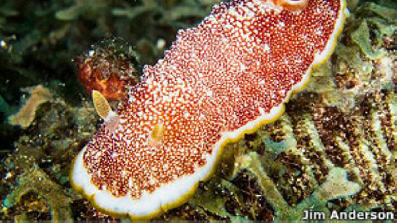 La babosa de mar Chromodoris reticulata sorprendió a los científicos con su habilidad para perder y volver a hacer crecer su pene.