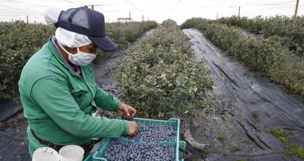 El país puede producir las 52 semanas del año de manera constante.