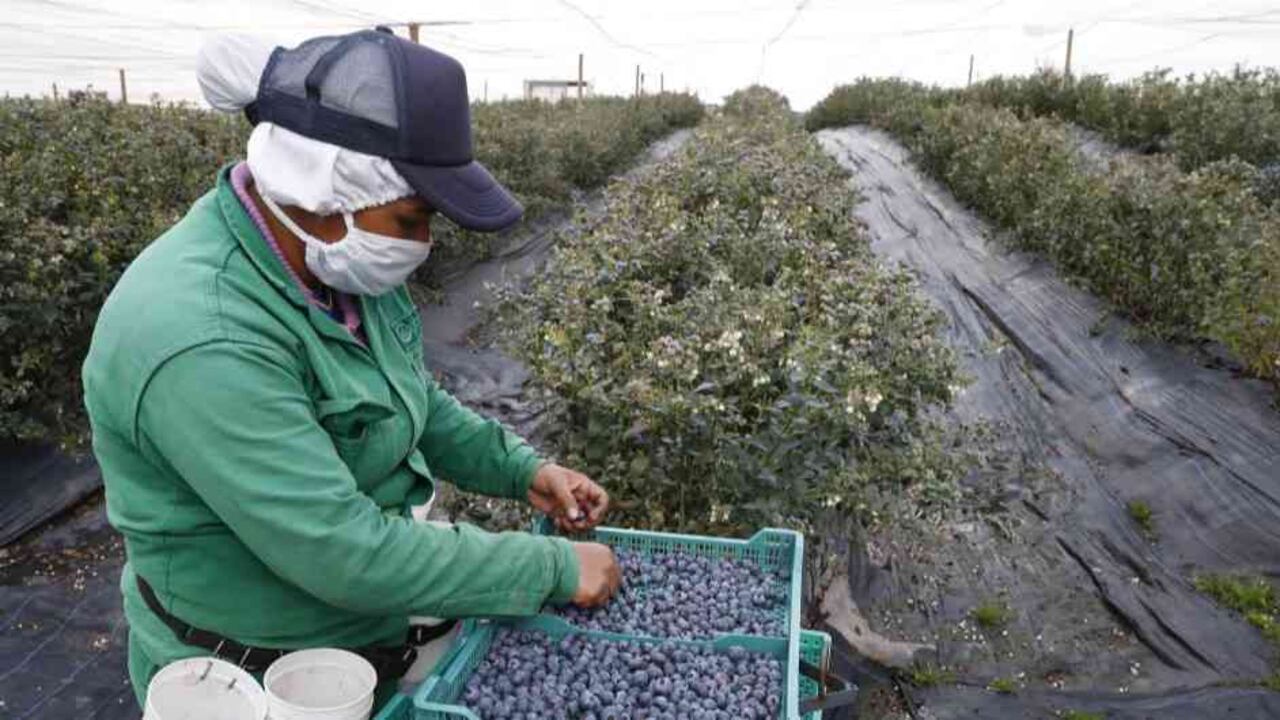 Gobierno lanza ‘Simplifica’ para mejorar la competitividad del agro.