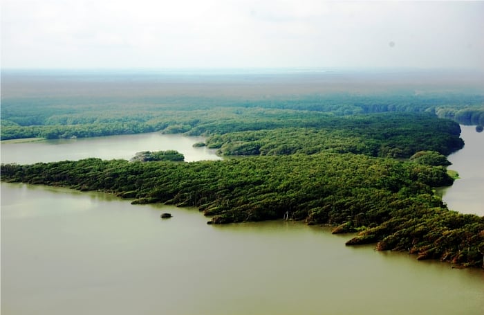 El Parque Isla de Salamanca tiene una extensión de 56 mil 200 hectáres, de las cuales, 18 mil son bosques de mangle que alcanzan alturas entre 18 y 20 metros.