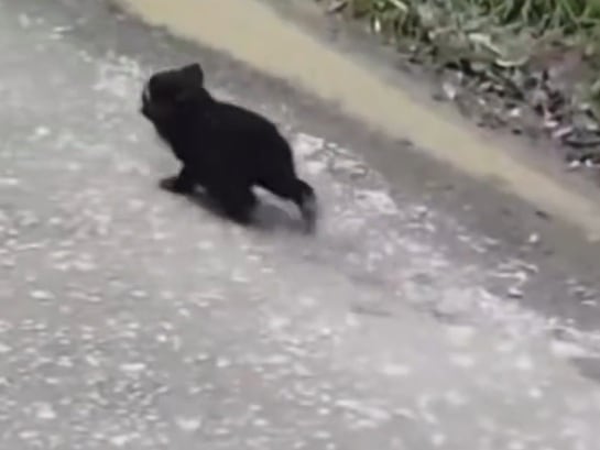 El cachorro de oso de anteojos fue visto en una vía terciaria del Páramo de Puracé, zona de alto valor ambiental del oriente del Cauca.