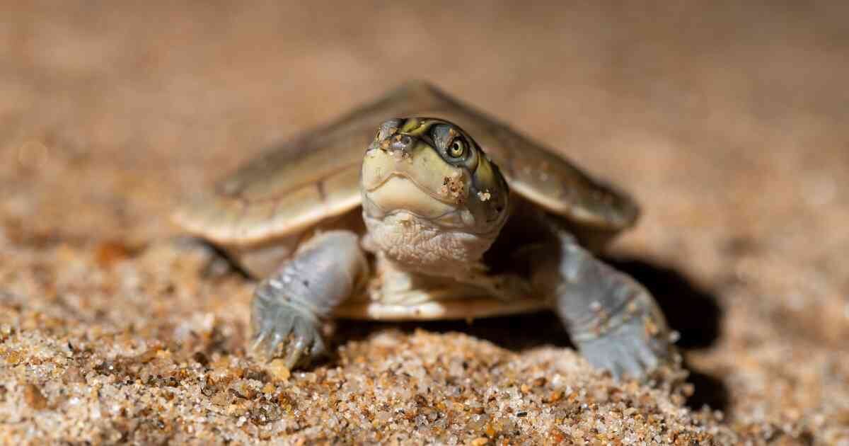 Los indígenas del Cahuinarí defienden a las tortugas charapas de la Amazonia. Foto: Daniel Rosengren - Sociedad Zoológica de Frankfurt.
