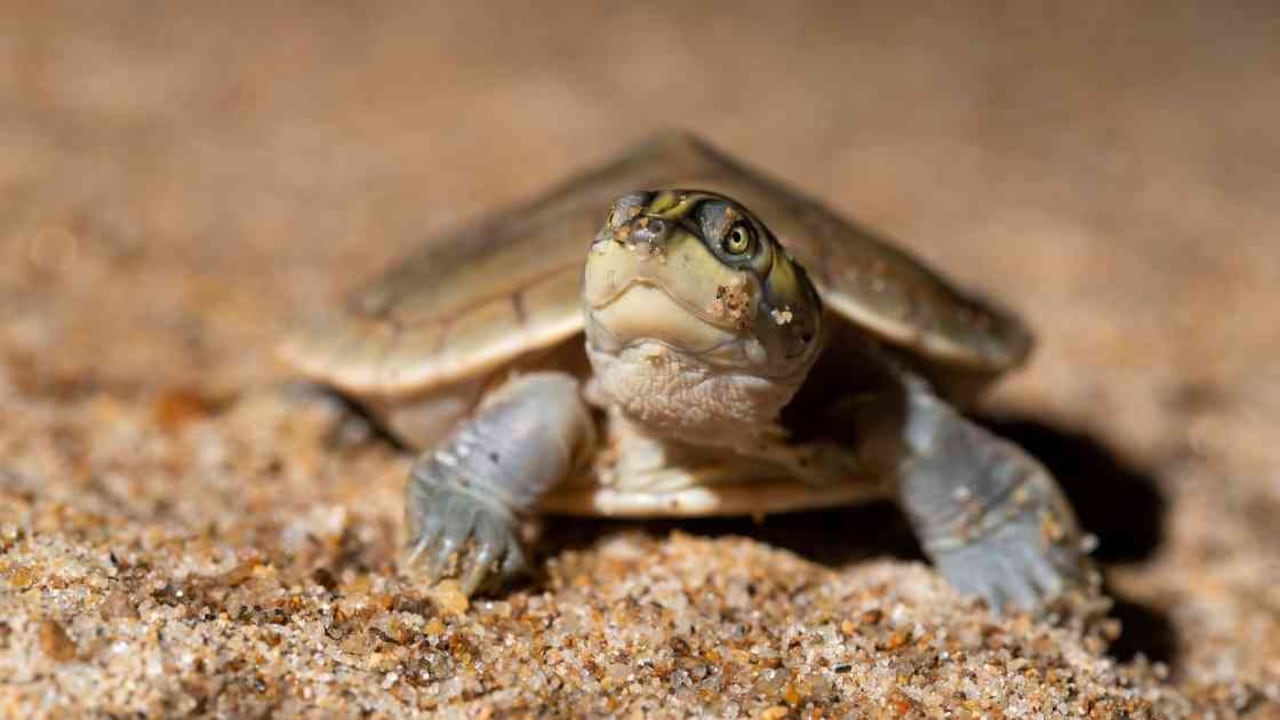 Los indígenas del Cahuinarí defienden a las tortugas charapas de la Amazonia. Foto: Daniel Rosengren - Sociedad Zoológica de Frankfurt.
