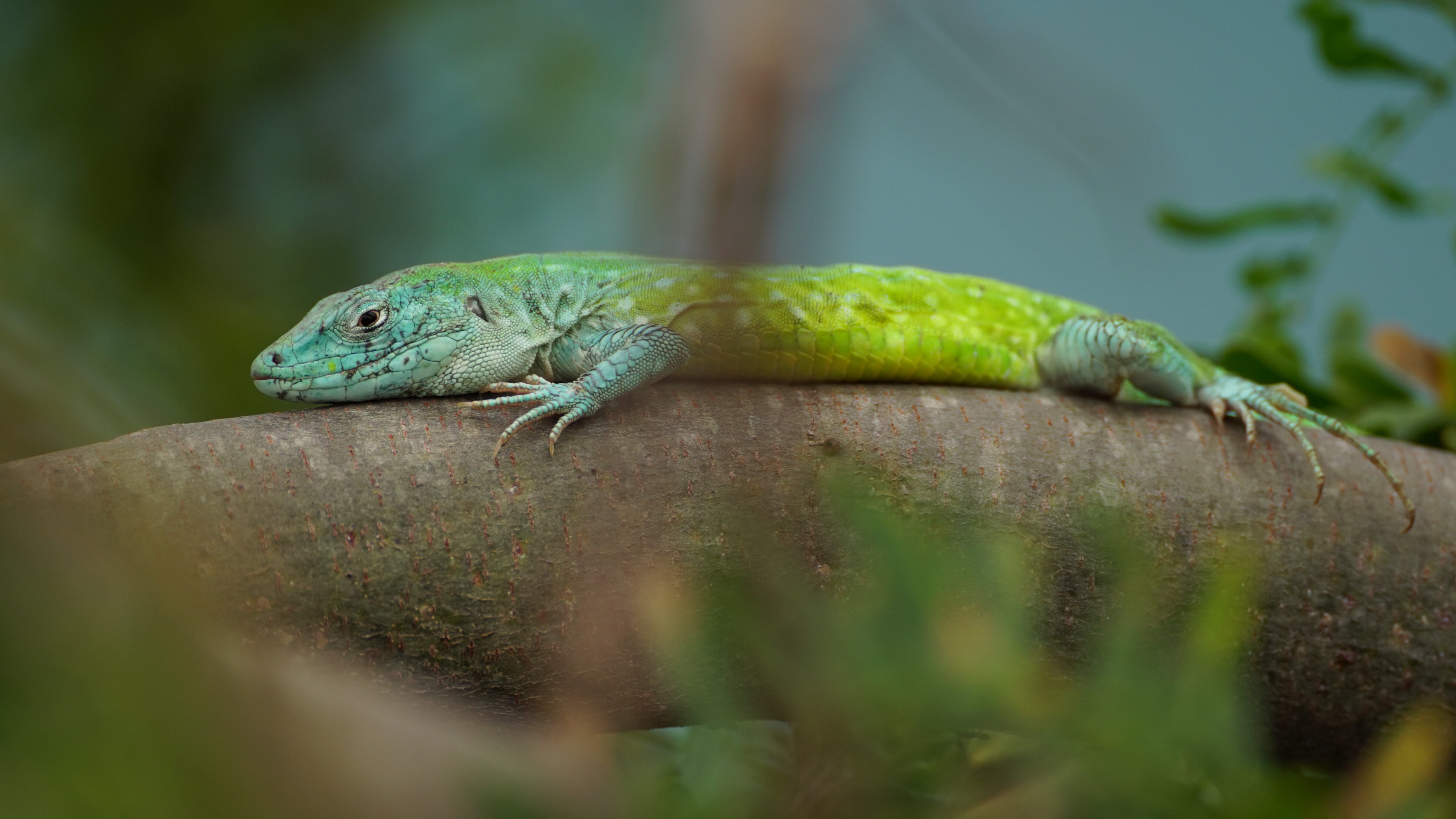 Mauro Salazar viajó hasta el Caribe colombiano para indagar sobre las actividades turísticas que más afectan a las especies protegidas.