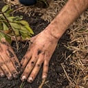 Siembra de árboles de Fundación Coca-Cola por CAEM, en la reserva La Poma, al sur de Bogotá.
