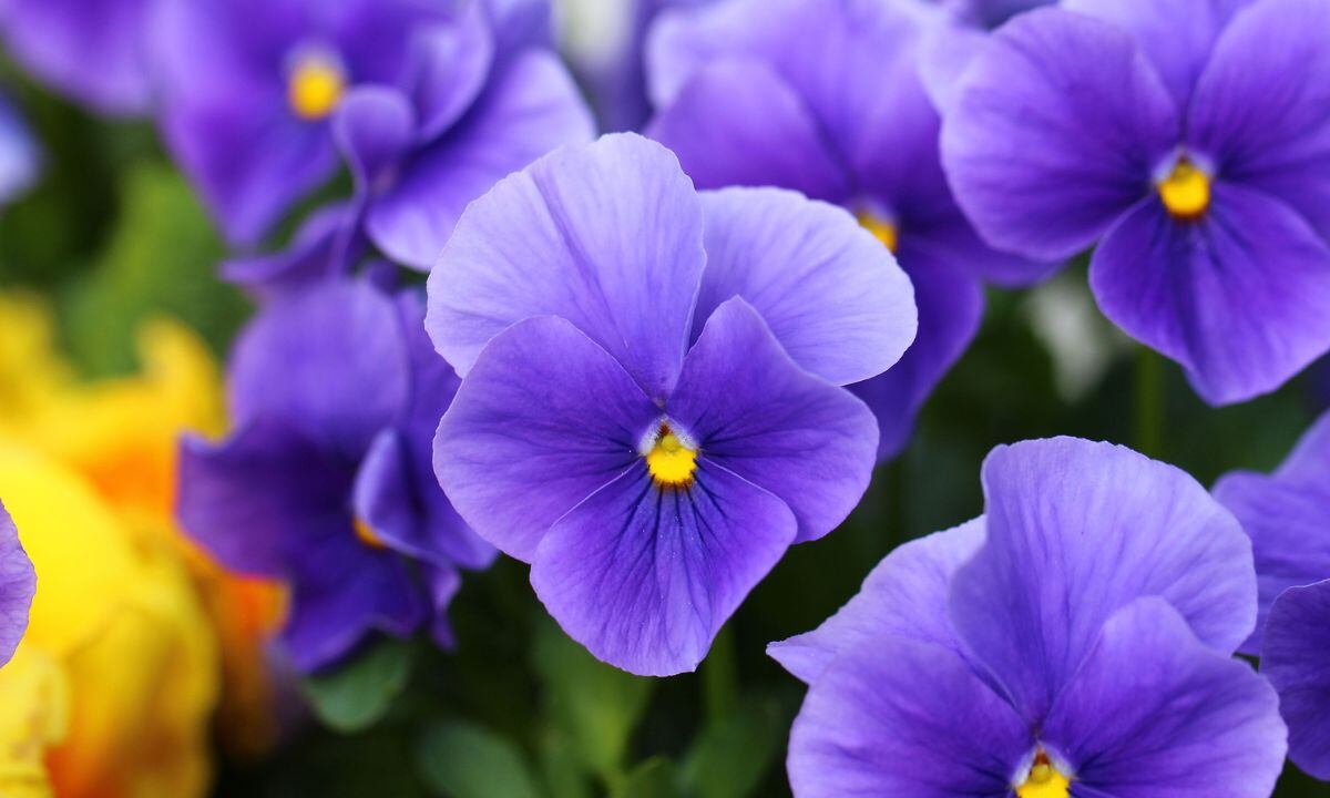 Significado de cuando florecen las violetas.