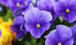 Significado de cuando florecen las violetas.