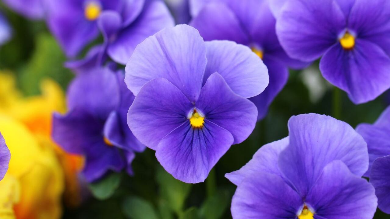 Significado de cuando florecen las violetas.