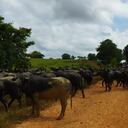Ganaderos desplazan a bovinos y bufalinos en los predios de La Mojana ante inundaciones