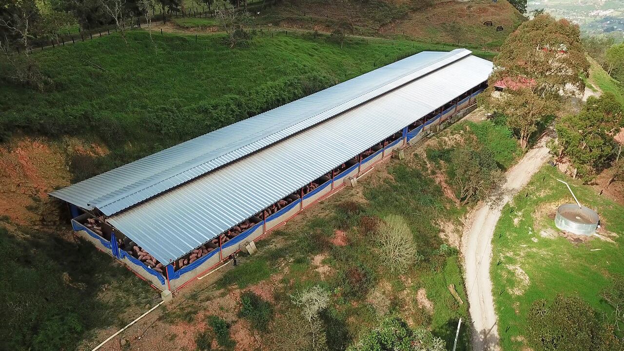 La industria porcícola genera porcinaza, una biomasa residual que puede ser aprovechada y utilizada para producir energía y fertilizantes ricos en macro y micronutrientes.