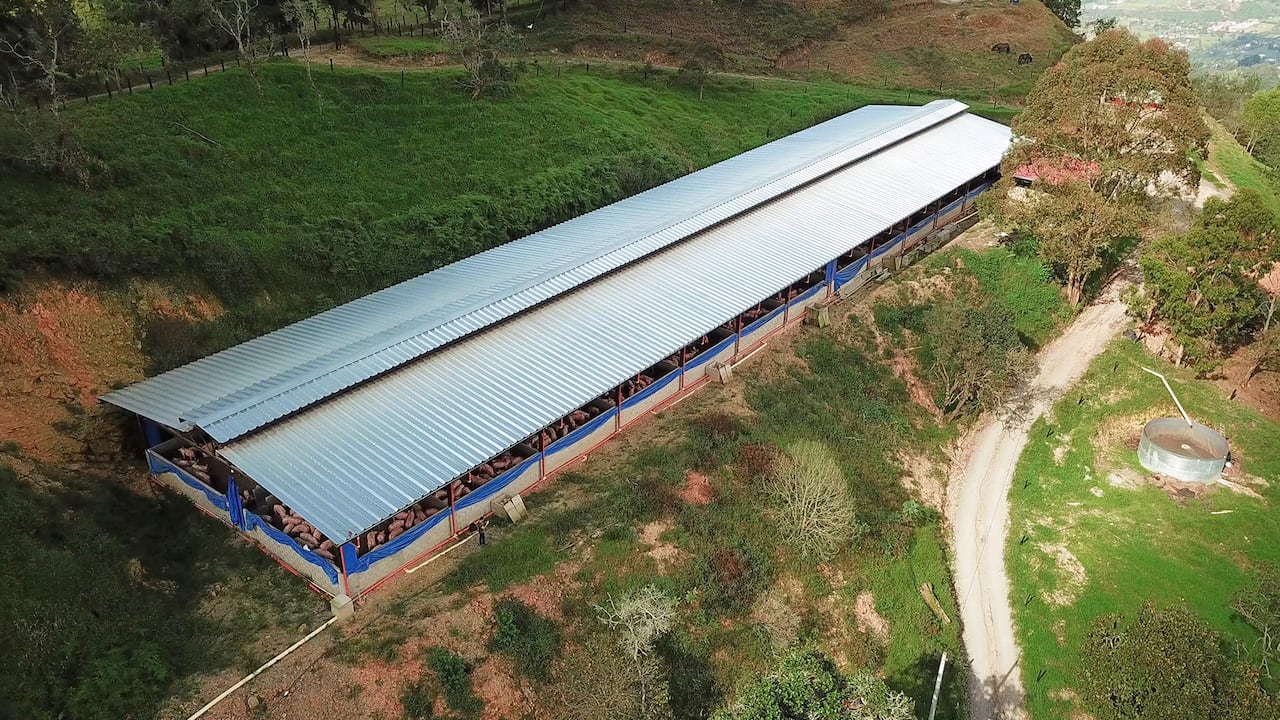 La industria porcícola genera porcinaza, una biomasa residual que puede ser aprovechada y utilizada para producir energía y fertilizantes ricos en macro y micronutrientes.