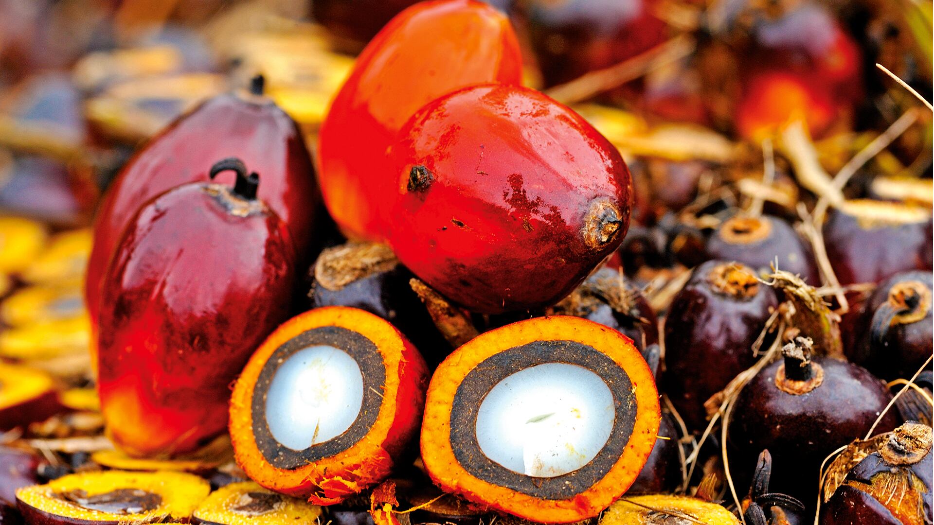 NO USAR, USO EXCLUSIVO MEJOR COLOMBIA, Especial Mejor Colombia, Sectores