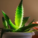 La ubicación es uno de los factores que más influye en el crecimiento del aloe vera.