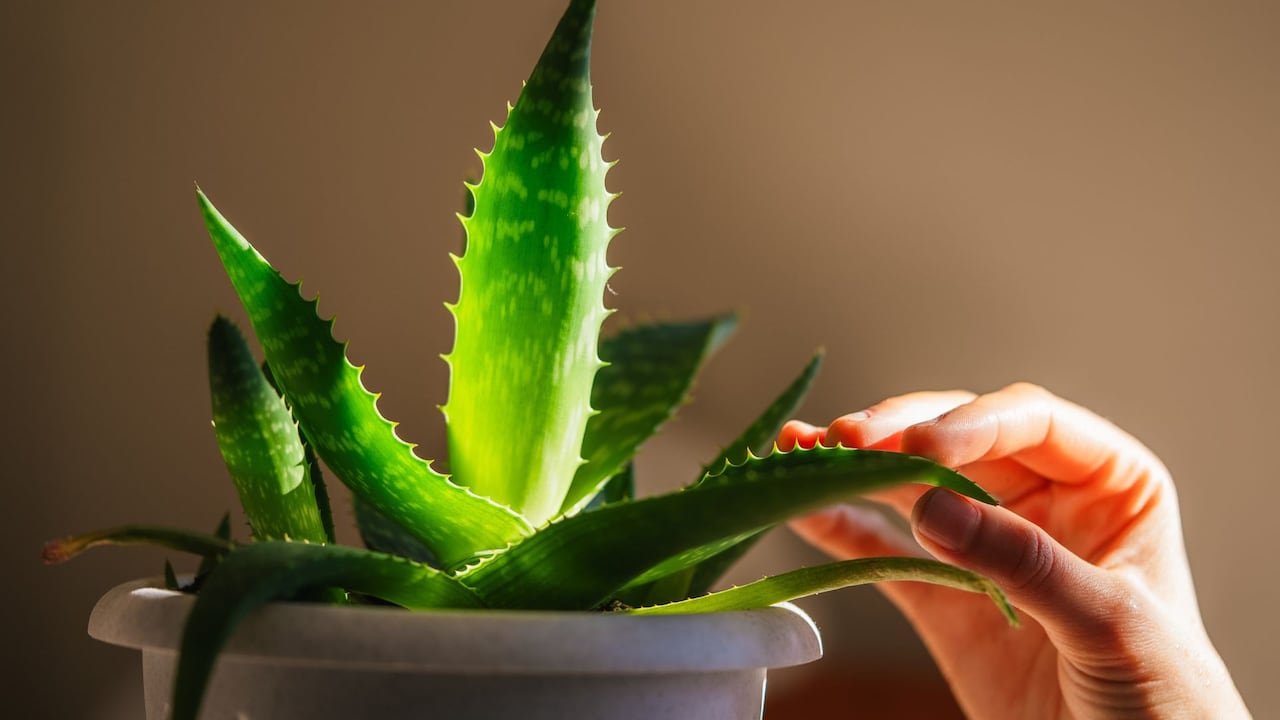 La ubicación es uno de los factores que más influye en el crecimiento del aloe vera.