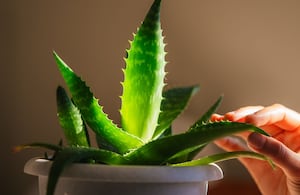 La ubicación es uno de los factores que más influye en el crecimiento del aloe vera.