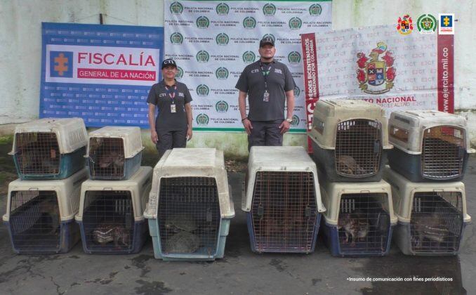Incautan 15 especies de fauna silvestre en colegio en Caquetá