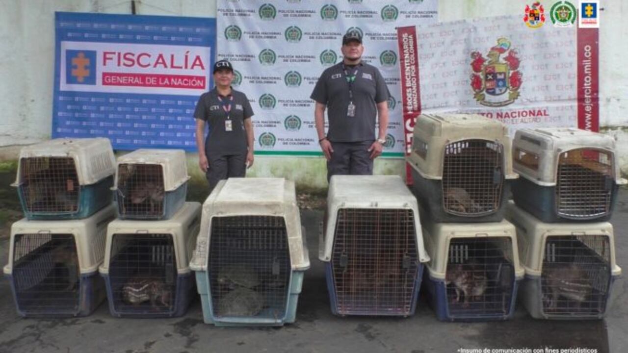 Incautan 15 especies de fauna silvestre en colegio en Caquetá