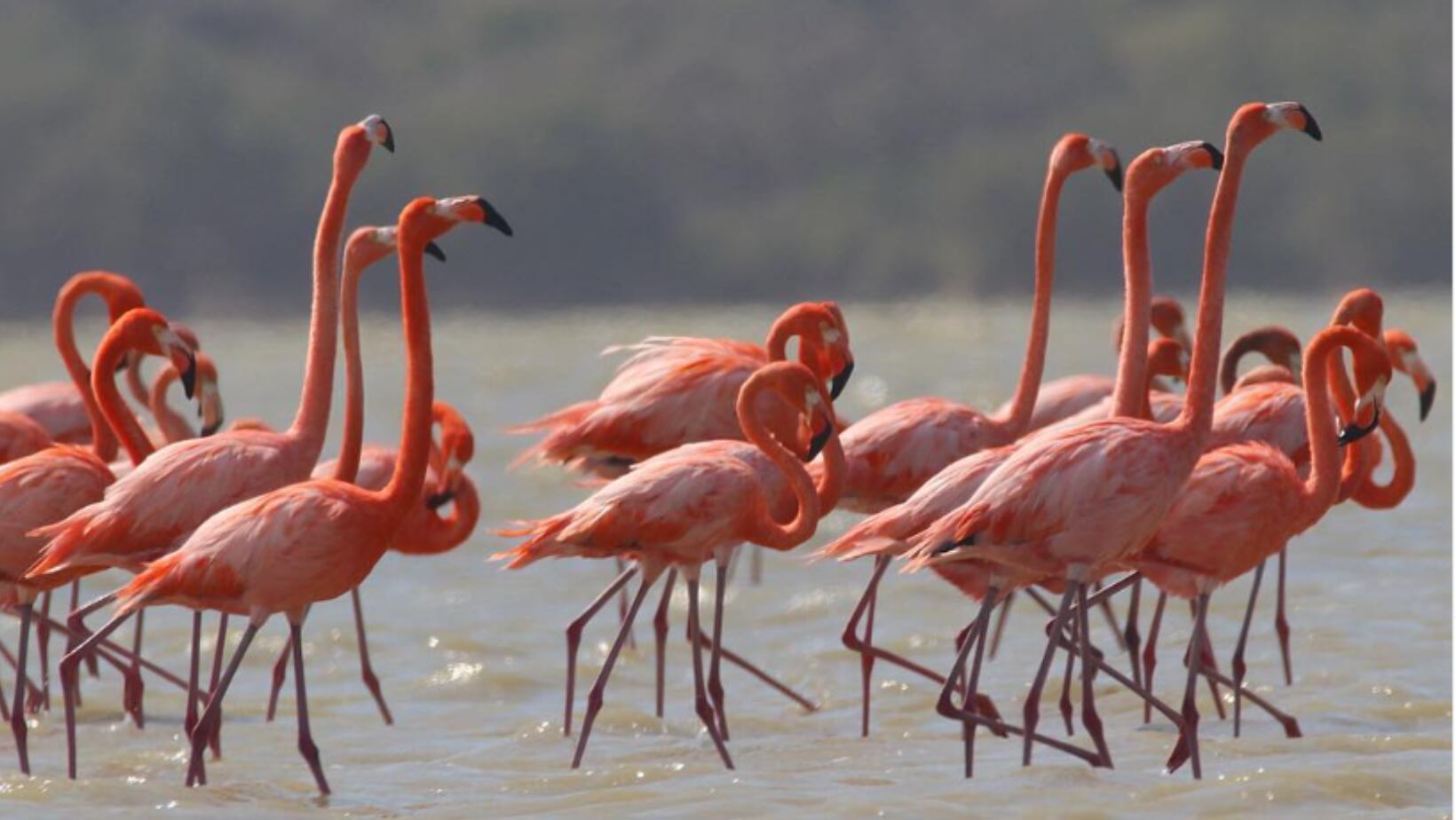 Avistamiento de flamencos en Playa Camaron
