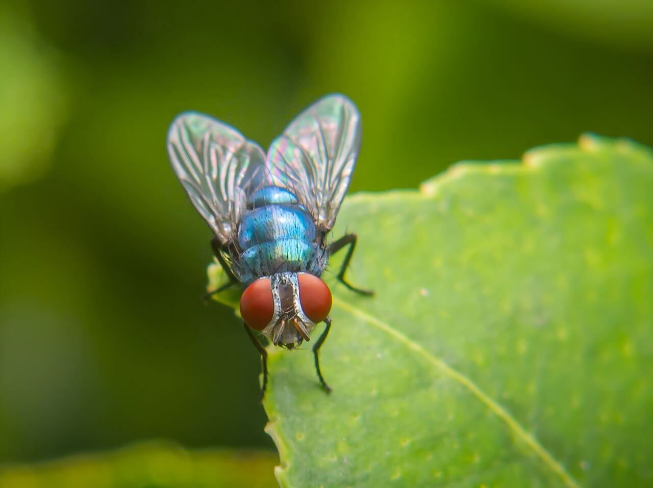 Este método sencillo y accesible está ganando popularidad entre los jardineros que prefieren evitar productos químicos agresivos.