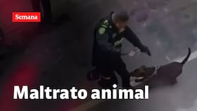 Denuncian al policía que disparó contra un perro en Antioquia