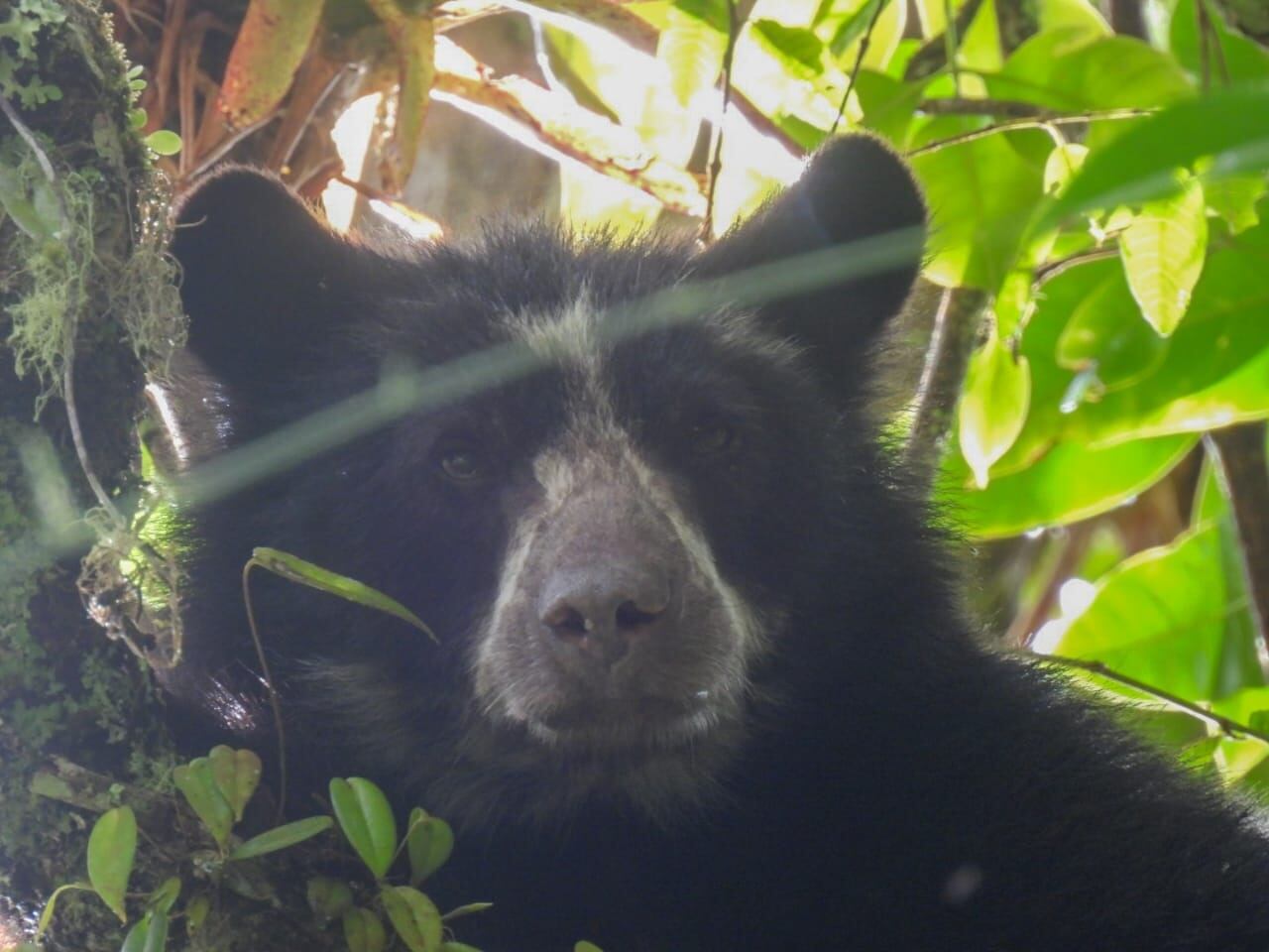 Osa avistada en Huila