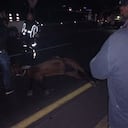 Jinete y caballo murieron tras ser arrollados por un bus durante cabalgata de Buga, Valle.