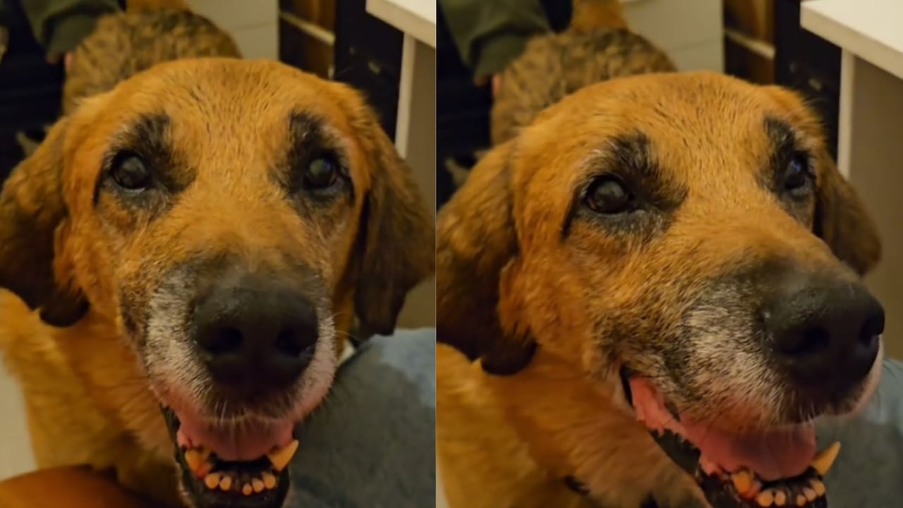 Esta es la historia de Kulek.