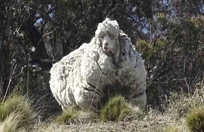 Esquiladores australianos sacaron hoy 42,3 kilos de lana a una oveja errante, lo que supone un nuevo récord mundial que supera el anterior establecido en Nueva Zelanda el año pasado. 