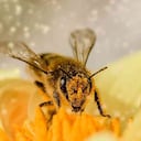 Las abejas fueron consideradas como el ser vivo más importante del planeta por el Instituto Earthwatch en 2019. Foto: Pixabay.