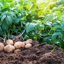 Papa y cerdo: sectores que siguen creciendo