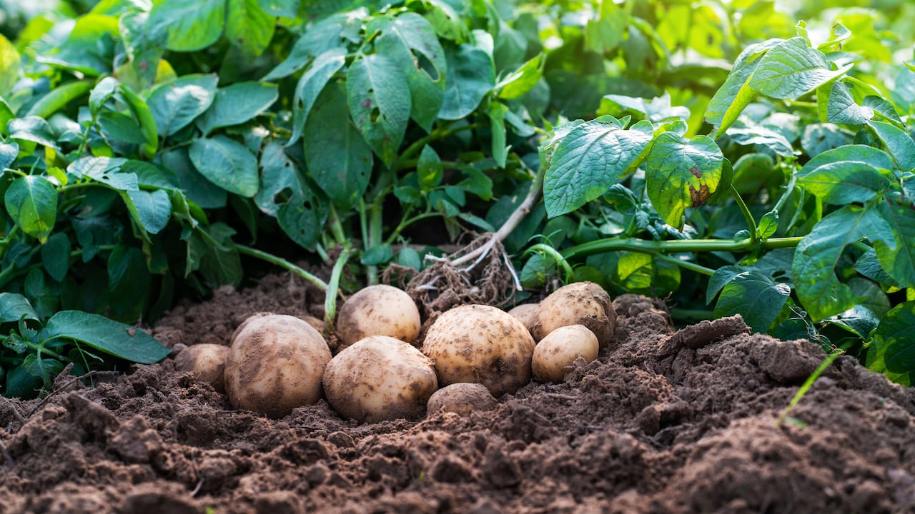 Papa y cerdo: sectores que siguen creciendo