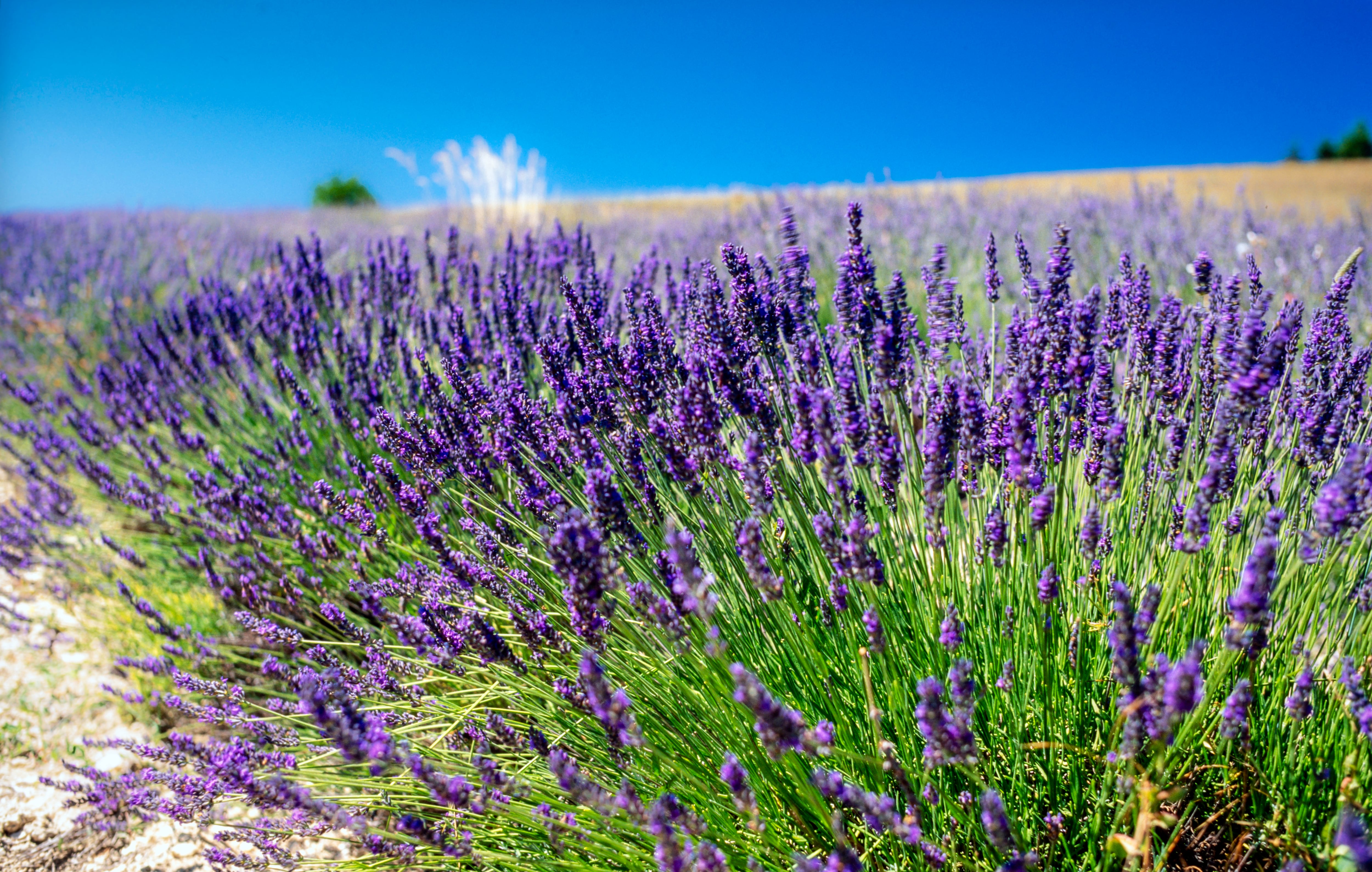 Lavanda